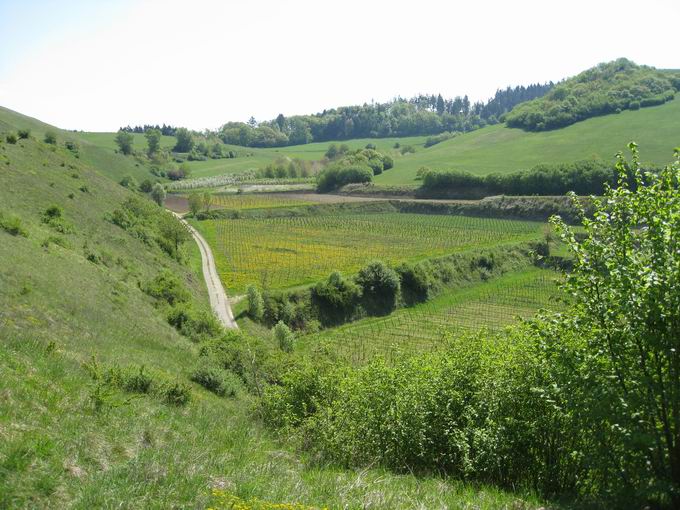 Schelinger Kreuz: Blick Eichstetter Tal