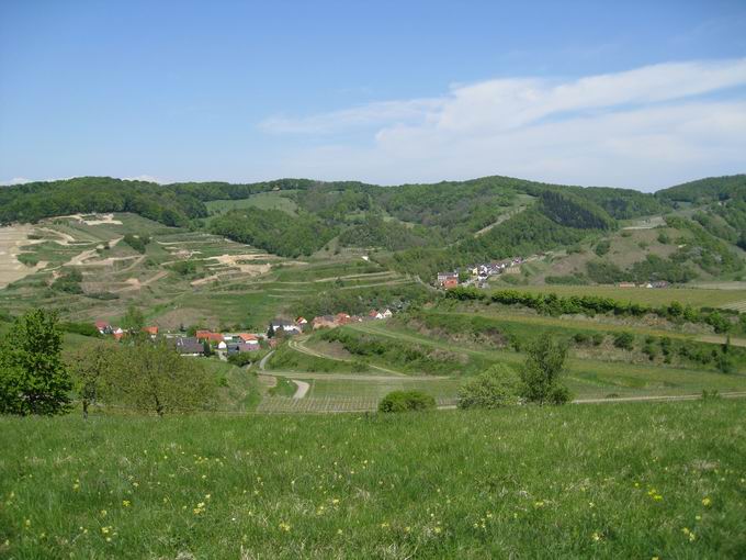 Schelingen im Kaiserstuhl