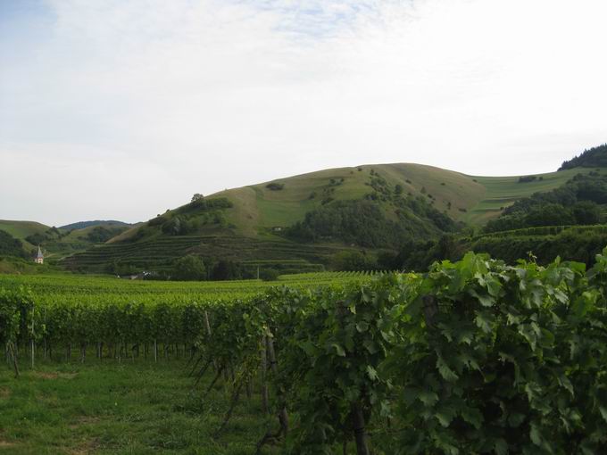 Schlossberg Altvogtsburg