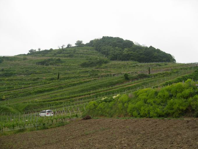 Schneckenberg Achkarren