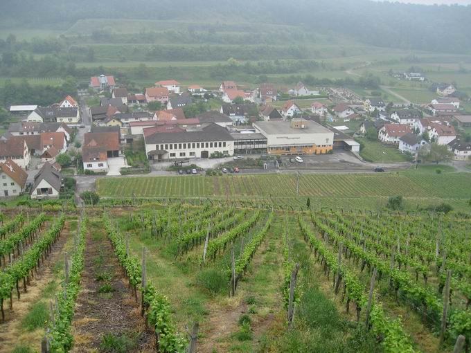 Winzergenossenschaft Achkarren: Nordansicht