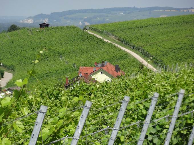 Altweil: Weiler Weinweg