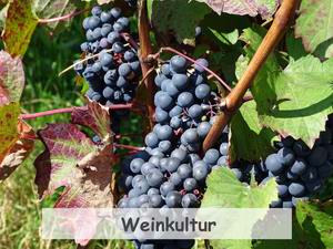 Weinkultur Region