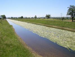 Bahlingen am Kaiserstuhl » Bild 10