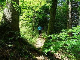 Lehrpfad Birchiburg: Trampelpfad