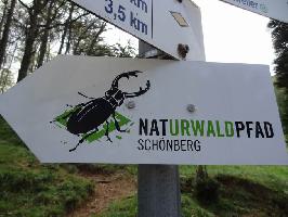 Naturwaldpfad Schnberg