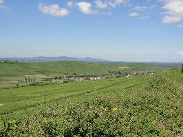 Batzenberg » Bild 8