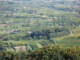 Rebberge am Kaiserstuhl