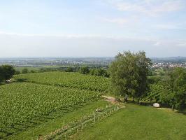 Weinbau in Ettenheim