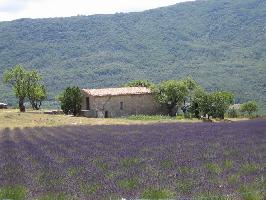 Gorges du Verdon: Bauernhaus mit Lavendel im Hochland