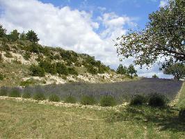 Gorges du Verdon: Lavendelfeld im Hochland