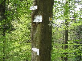 Arboretum Freiburg-Gnterstal