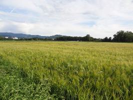 Kornfeld Gewann Binsenwag Dietenbachniederung