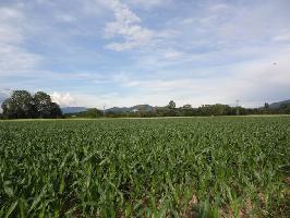 Gewann Drrengraben Dietenbachniederung: Blick Schossberg