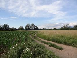 Gewanne Mllermatte & Drrengraben Dietenbachniederung