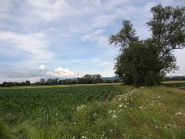 Dietenbachniederung Freiburg: Baumgruppe Gewann Reute