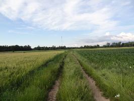 Dietenbachniederung Freiburg: Feldweg Gewann Reute