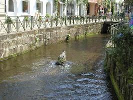 Krokodil Gewerbekanal Freiburg