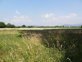 Naturschutzgebiet Rieselfeld: Blick Rosskop