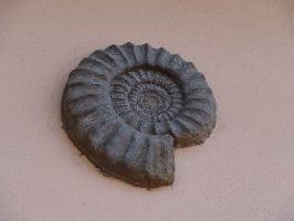 Rathaus Lehen: Ammonit