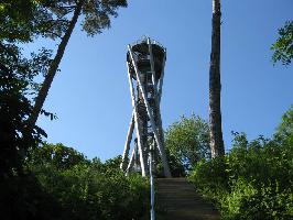 Ehemalige Douglasienstmme Schlossbergturm Freiburg