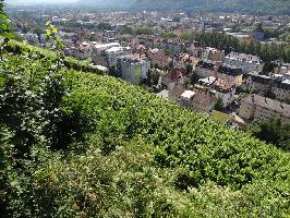 Weinbau Schlossberg Freiburg