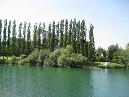 Pappelwand Seepark Freiburg