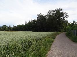 Sport vor Ort Rieselfeld: Blick asphaltierter Feldweg