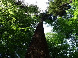 Waldtraut vom Mhlwald