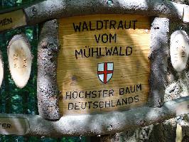 Waldtraut vom Mühlwald: Höchster Baum Deutschlands