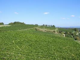 Weinlehrpfad Opfingen