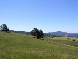 Windbuche Schauinsland