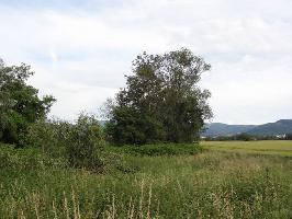 Zum Tiergehege Freiburg: Vegetation am Dietenbach