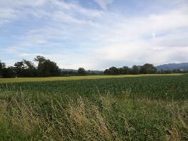 Zum Tiergehege Freiburg: Blick Junkermatte