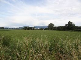 Zum Tiergehege Freiburg: Blick Schauinsland