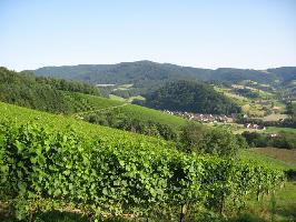 Weinberge im Glottertal