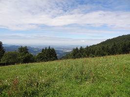 Gummenwald Kandel: Westblick Breisgau