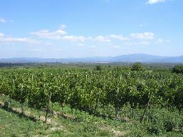 Weinberg in Gottenheim