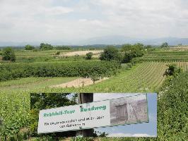 Weinwanderung Rebhisli-Tour Gottenheim