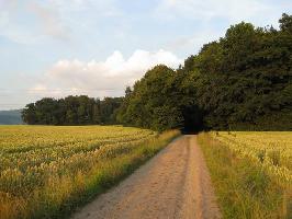 Elzdobel Gundeflingen: Waldweg