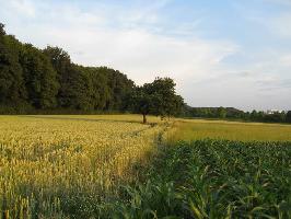 Unterer Pelzackerweg: Landschaft