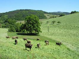 Lngenhardt Waldbrunnertal Wildtal