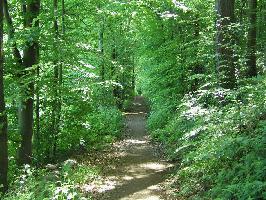 Waldweg zur Zhringer Burg