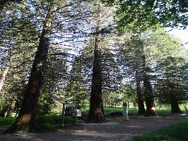 Forstliches Arboretum Liliental: Mammutwald
