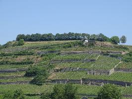 Winklerberg bei Ihringen