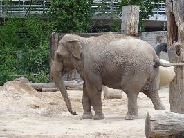 Dickhuter Zoologischer Stadtgarten Karlsruhe