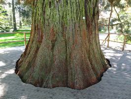 Stamm Bergmammutbaum Mainau