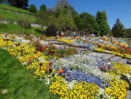 Dahlienhgel Insel Mainau