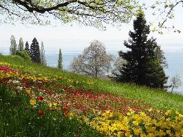 Frhlingsallee Insel Mainau & Bodensee