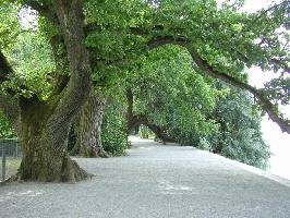 Insel Mainau: Promenadenweg Sdufer